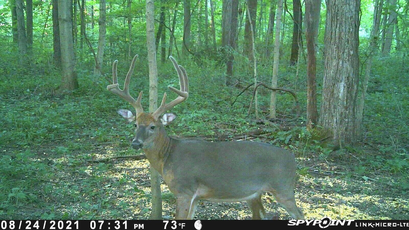 Ohio Trophy Deer Lease And Hunt
