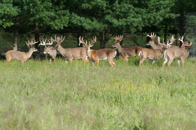 2020 Whitetail Deer Hunt Trophies Central Pa Guided