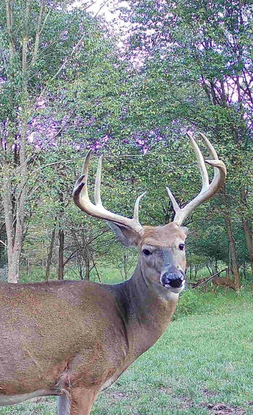 Pennsylvania Whitetail Buck Hunt- Black #47